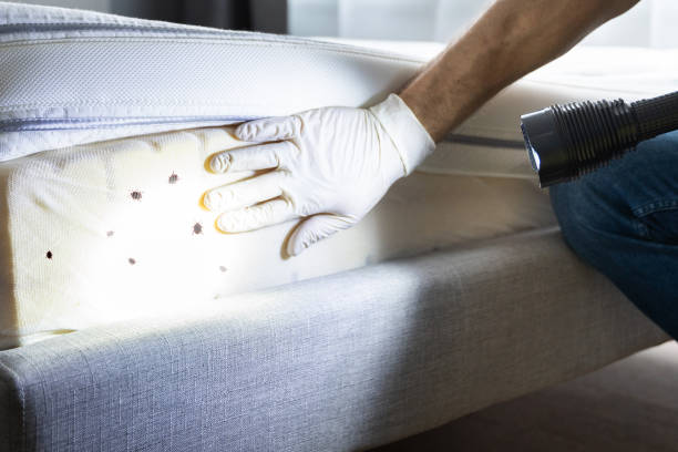 Best Wasp Removal Services  in New Berlin, IL