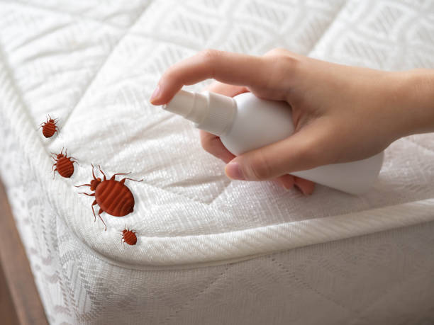 Best Termite Control Services  in New Berlin, IL